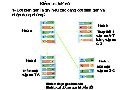 Bài 22. Đột biến cấu trúc nhiễm sắc thể