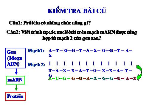 Bài 19. Mối quan hệ giữa gen và tính trạng