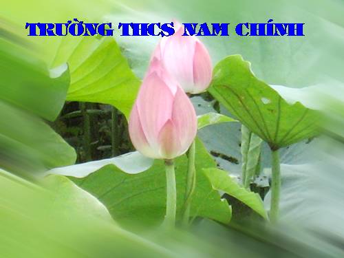 Bài 19. Mối quan hệ giữa gen và tính trạng