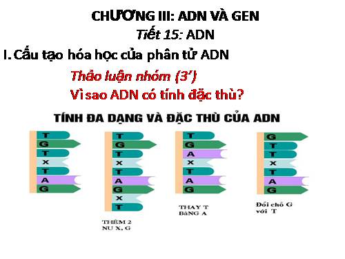 Bài 15. ADN