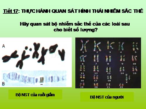 Bài 14. Thực hành: Quan sát hình thái nhiễm sắc thể