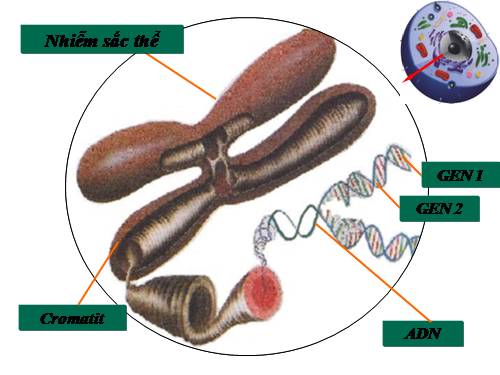 Bài 15. ADN