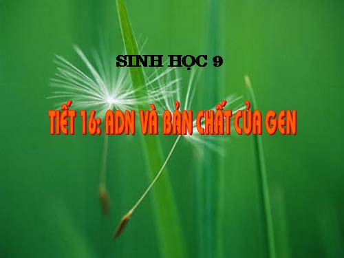 Bài 16. ADN và bản chất của gen