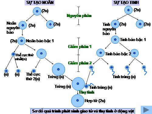 Bài 11. Phát sinh giao tử và thụ tinh