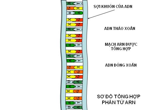 Sự tổng hợp phân tử ARN