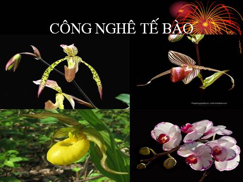 Bài 31. Công nghệ tế bào