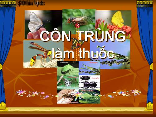 Côn trùng chữa bệnh