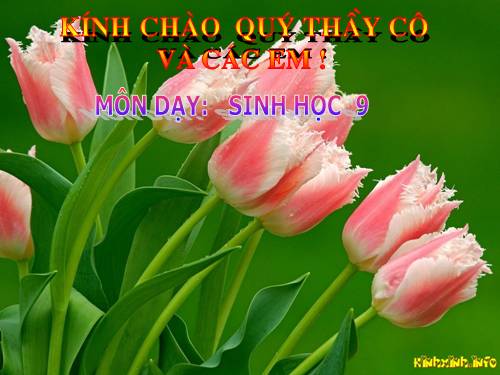 Bài 42. Ảnh hưởng của ánh sáng lên đời sống sinh vật