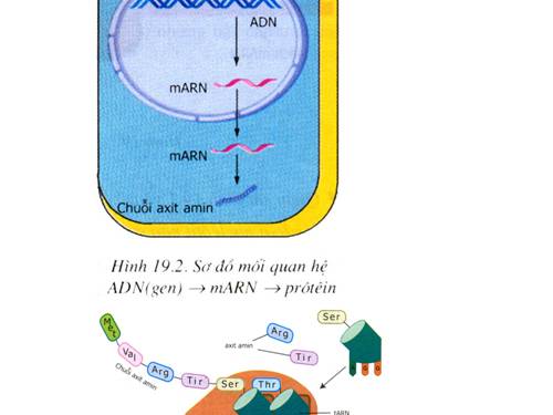 TẤT CẢ HÌNH SGK SINH 9