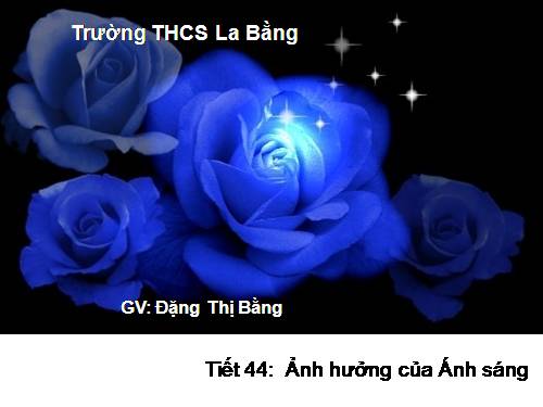 Bài 42. Ảnh hưởng của ánh sáng lên đời sống sinh vật