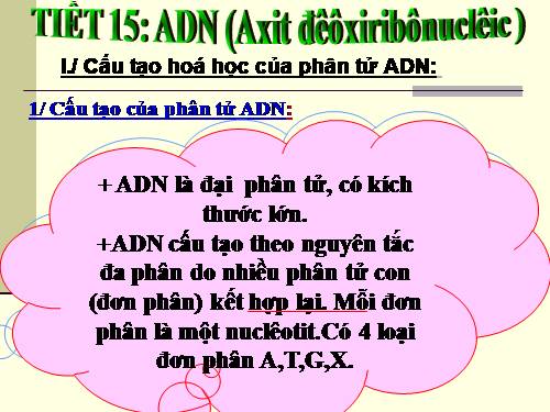 Bài 15. ADN