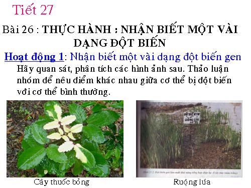 Bài 26. Thực hành: Nhận biết một vài dạng đột biến