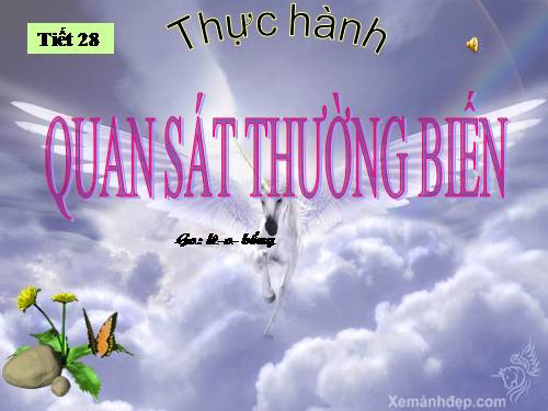 Bài 27. Thực hành: Quan sát thường biến