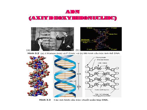 Bài 15. ADN