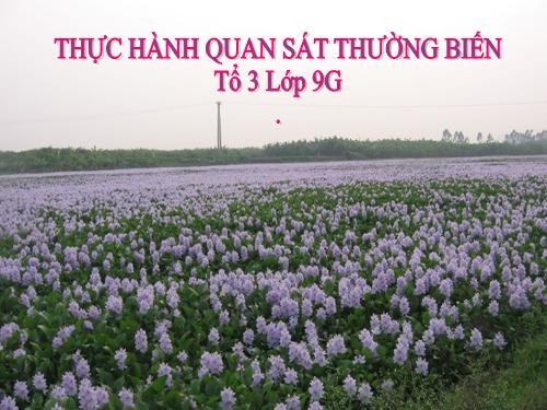 Bài 27. Thực hành: Quan sát thường biến