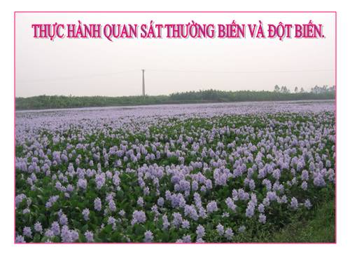 Bài 26. Thực hành: Nhận biết một vài dạng đột biến