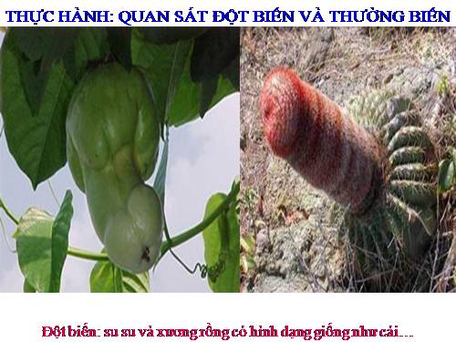 Bài 26. Thực hành: Nhận biết một vài dạng đột biến