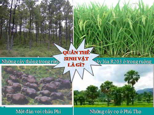 Bài 47. Quần thể sinh vật