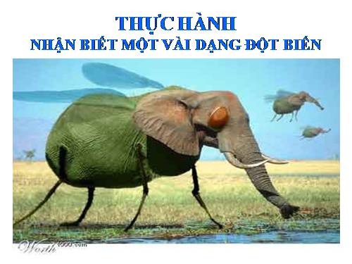 Bài 26. Thực hành: Nhận biết một vài dạng đột biến