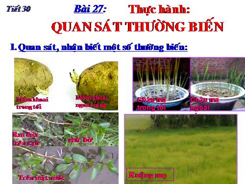 Bài 27. Thực hành: Quan sát thường biến