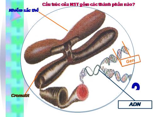 Bài 15. ADN