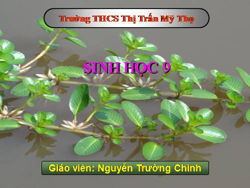 Bài 25. Thường biến