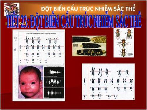 Bài 22. Đột biến cấu trúc nhiễm sắc thể