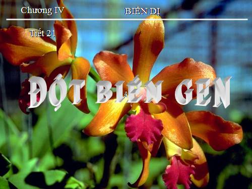 Bài 21. Đột biến gen