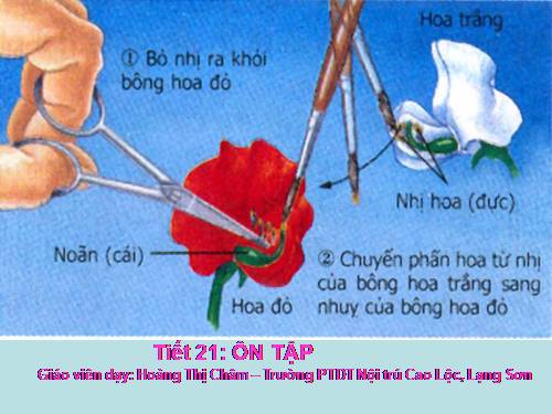 ÔN TẬP