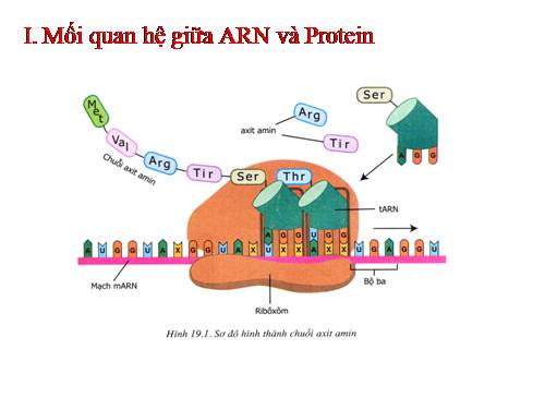 Bài 19. Mối quan hệ giữa gen và tính trạng