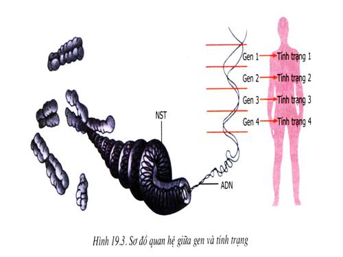 Bài 19. Mối quan hệ giữa gen và tính trạng