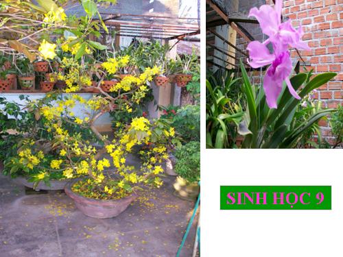 Bài 16. ADN và bản chất của gen