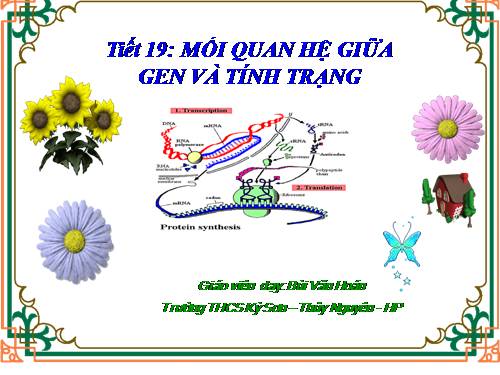 Bài 19. Mối quan hệ giữa gen và tính trạng
