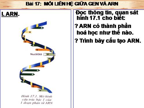 Bài 17. Mối quan hệ giữa gen và ARN