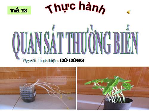 Bài 27. Thực hành: Quan sát thường biến