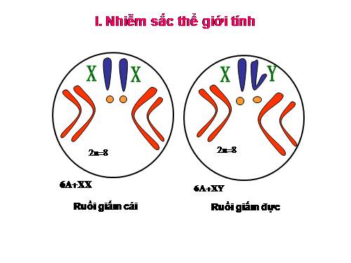 Bài 12. Cơ chế xác định giới tính