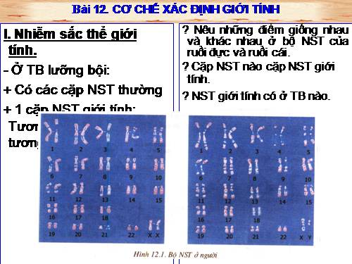 Bài 12. Cơ chế xác định giới tính