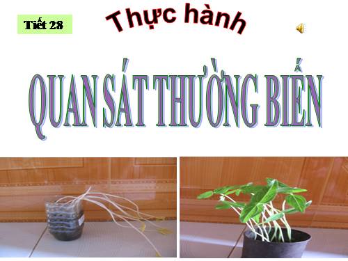 Bài 27. Thực hành: Quan sát thường biến