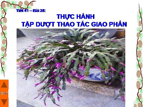 Bài 38. Thực hành: Tập dượt thao tác giao phấn