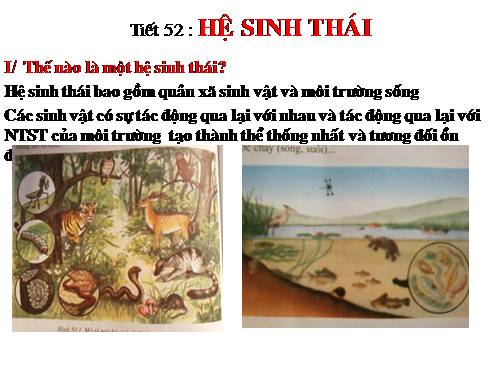 Bài 50. Hệ sinh thái