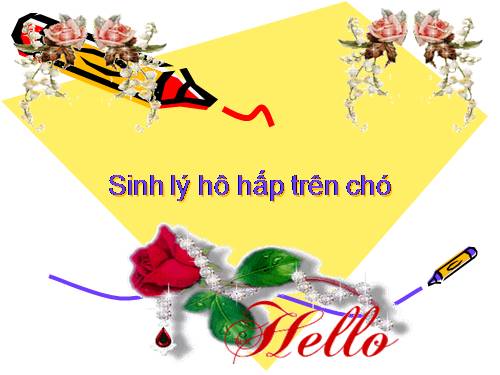 Sinh ly ho hap tren cho