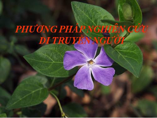 Bài 28. Phương pháp nghiên cứu di truyền người