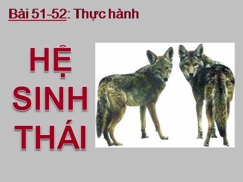 Bài 51. Thực hành: Hệ sinh thái