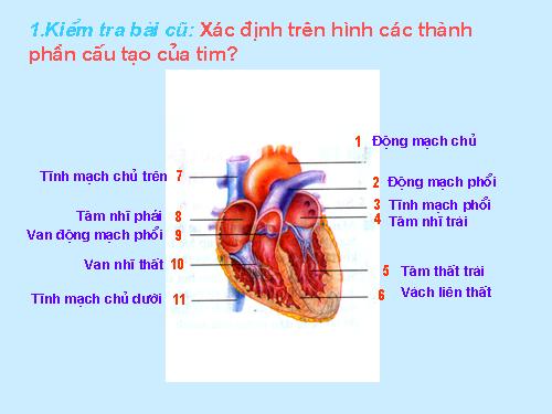 Sinh 9 - Tiết 19