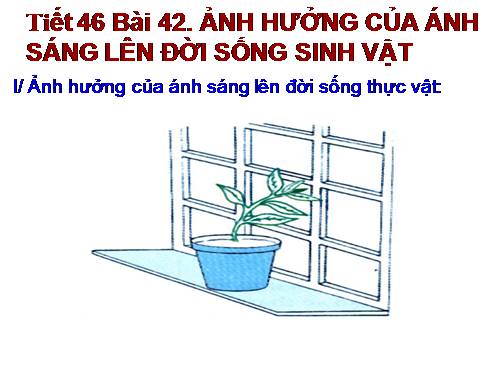 Bài 42. Ảnh hưởng của ánh sáng lên đời sống sinh vật