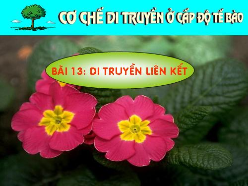 Bài 13. Di truyền liên kết