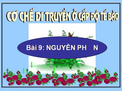 Bài 9. Nguyên phân