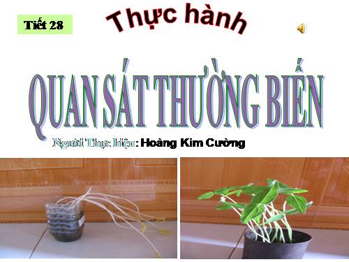 Bài 27. Thực hành: Quan sát thường biến