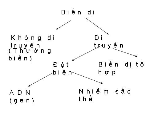 Bài 21. Đột biến gen