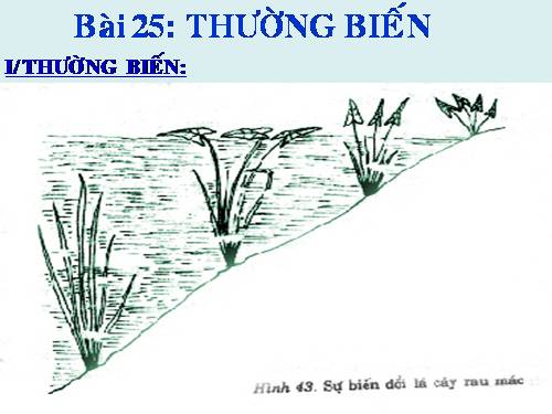 Bài 25. Thường biến